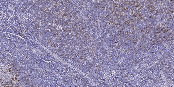 c-Kit antibody