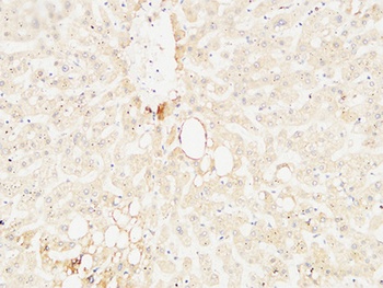 Arginase I rabbit pAb