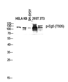 Eg5 (phospho Thr926) rabbit pAb