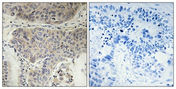Eg5 (phospho Thr926) rabbit pAb