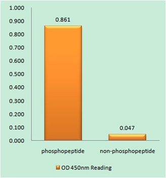 Eg5 (phospho Thr926) rabbit pAb