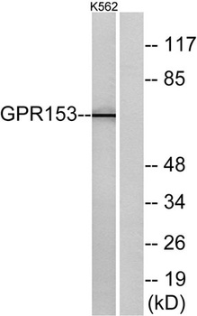 GPR153 rabbit pAb