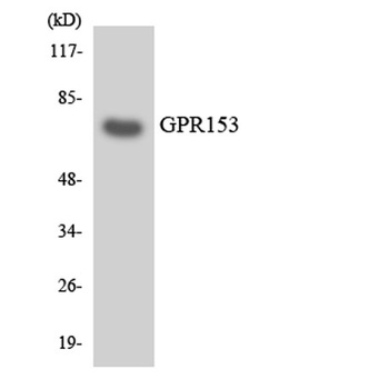 GPR153 rabbit pAb