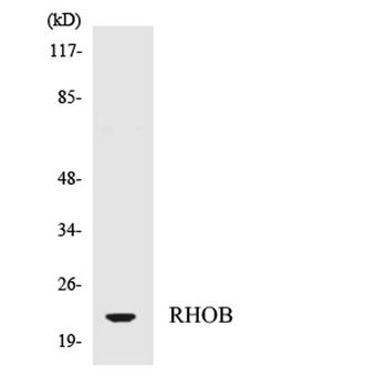 Rho B rabbit pAb