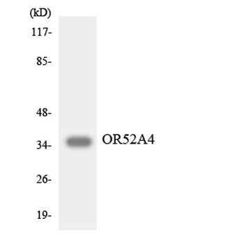 Olfactory receptor 52A4 antibody