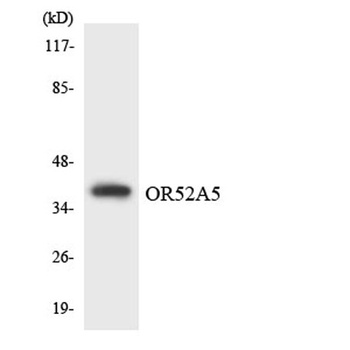 Olfactory receptor 52A5 rabbit pAb