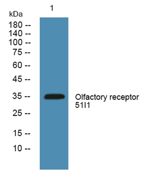 Olfactory receptor 51I1 antibody
