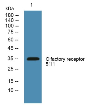 Olfactory receptor 51I1 rabbit pAb