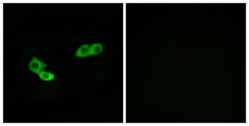 Olfactory receptor 56A3 rabbit pAb Antibody