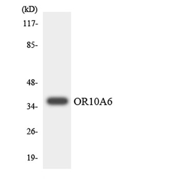 Olfactory receptor 10A6 antibody