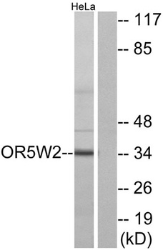 Olfactory receptor 5W2 antibody