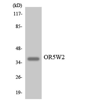 Olfactory receptor 5W2 rabbit pAb