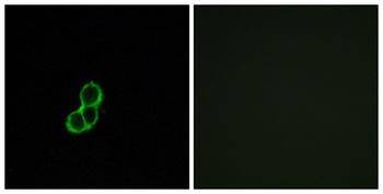 Olfactory receptor 5T3 rabbit pAb Antibody