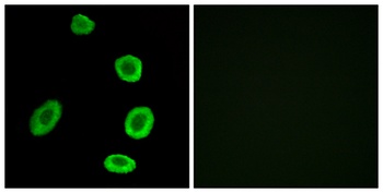 Olfactory receptor 8K1 rabbit pAb Antibody