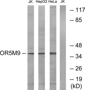 Olfactory receptor 5M9 antibody