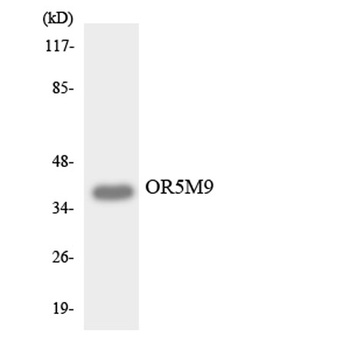 Olfactory receptor 5M9 antibody