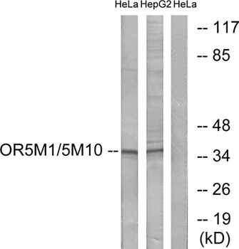 Olfactory receptor 5M1/5M10 rabbit pAb