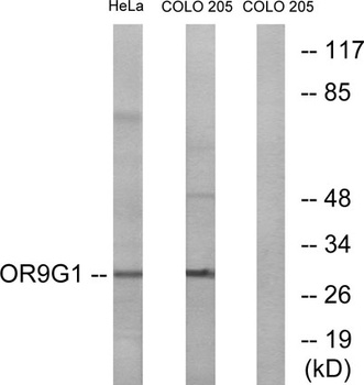 Olfactory receptor 9G1 rabbit pAb