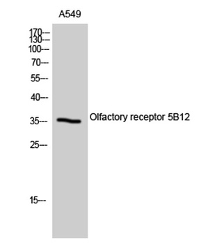 Olfactory receptor 5B12 rabbit pAb