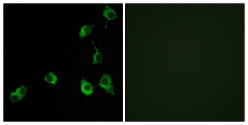 Olfactory receptor 5B12 rabbit pAb