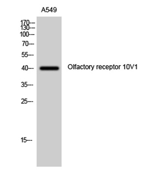 Olfactory receptor 10V1 rabbit pAb