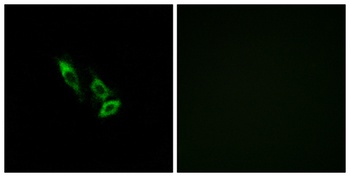 Olfactory receptor 10V1 rabbit pAb