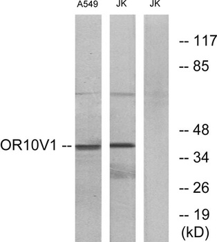 Olfactory receptor 10V1 rabbit pAb