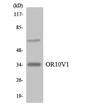 Olfactory receptor 10V1 rabbit pAb