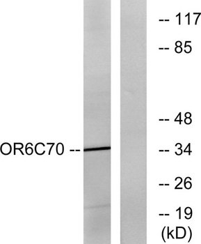 Olfactory receptor 6C70 rabbit pAb