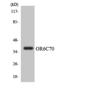 Olfactory receptor 6C70 rabbit pAb