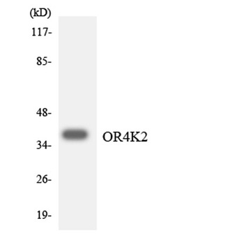 Olfactory receptor 4K2 rabbit pAb Antibody