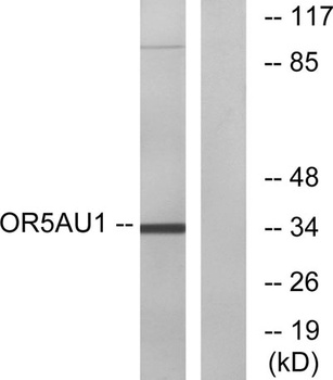 Olfactory receptor 5AU1 rabbit pAb Antibody