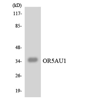 Olfactory receptor 5AU1 rabbit pAb Antibody