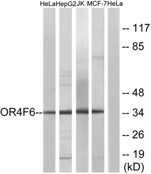 Olfactory receptor 4F6 antibody