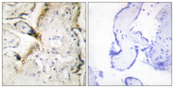 Laminin α-2 rabbit pAb