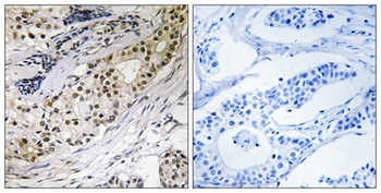 Laminin α-3 rabbit pAb