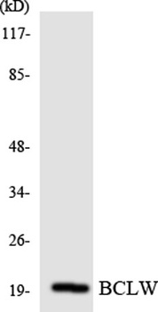 Laminin α-3 rabbit pAb