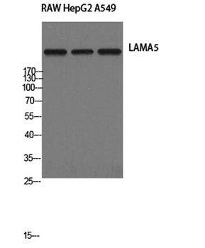 Laminin α-5 rabbit pAb