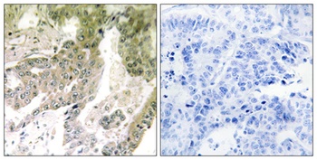 Laminin α-5 rabbit pAb