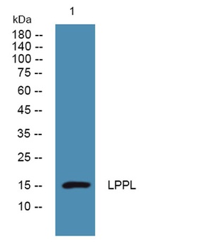 Laminin α-5 rabbit pAb