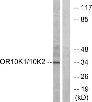 Olfactory receptor 10K1/2 antibody