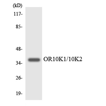 Olfactory receptor 10K1/2 rabbit pAb