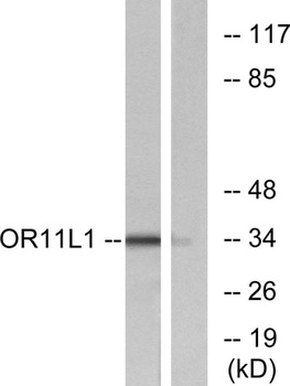 Olfactory receptor 11L1 rabbit pAb