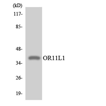 Olfactory receptor 11L1 rabbit pAb