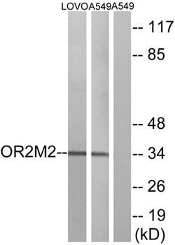 Olfactory receptor 2M2 antibody