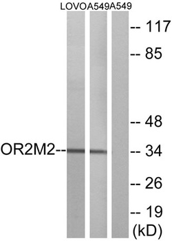 Olfactory receptor 2M2 rabbit pAb