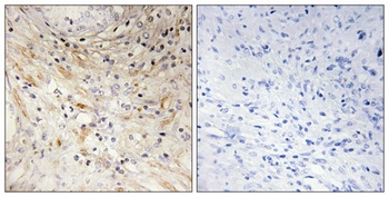 Laminin β-3 rabbit pAb