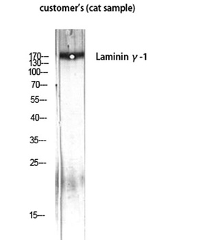 Laminin γ-1 rabbit pAb