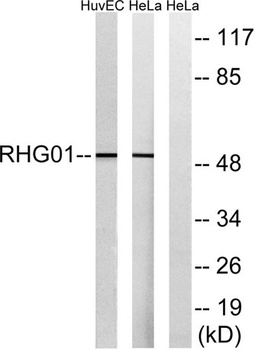 ARHGAP1 rabbit pAb
