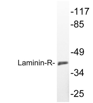 Laminin-R antibody
